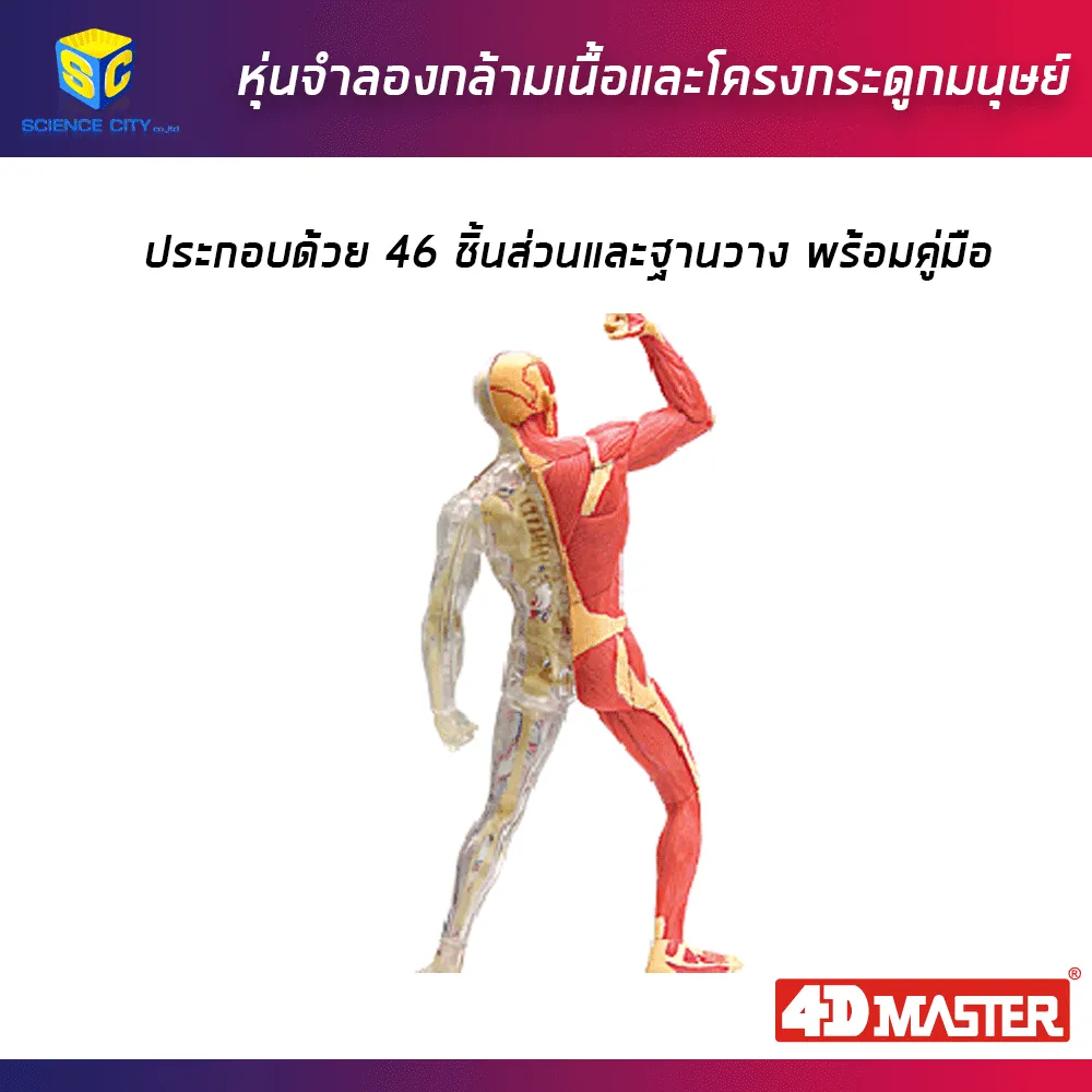 หุ่นแสดงกล้ามเนื้อ02