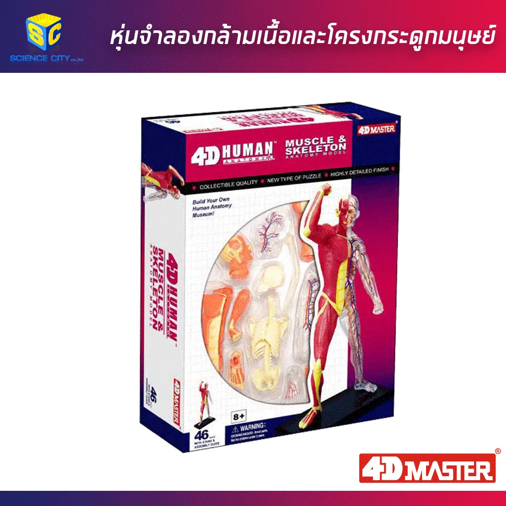 หุ่นแสดงกล้ามเนื้อ03