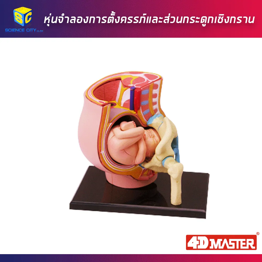 หุ่นแสดงการตั้งครรภ์และส่วนกระดูกเชิงกราน01
