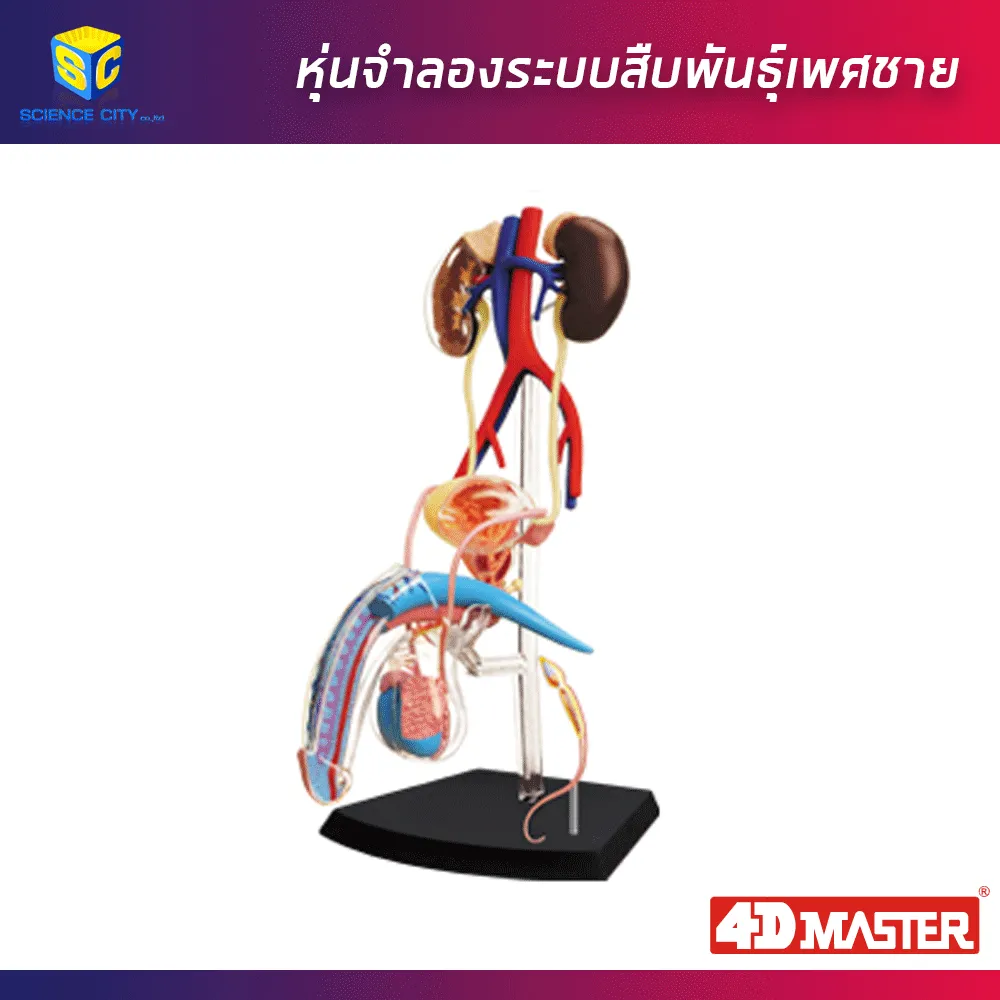อวัยวะเพศชาย01