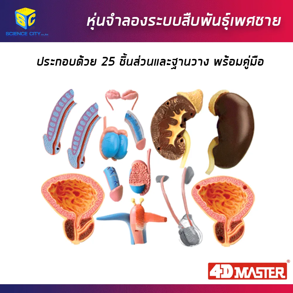อวัยวะเพศชาย02