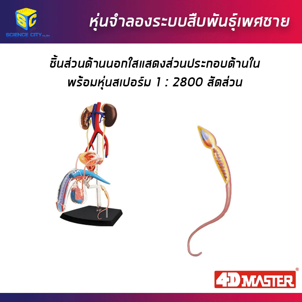 อวัยวะเพศชาย03
