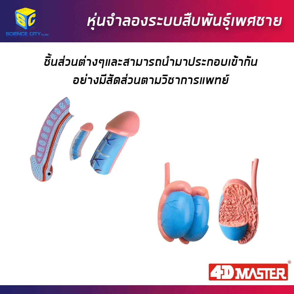 อวัยวะเพศชาย04