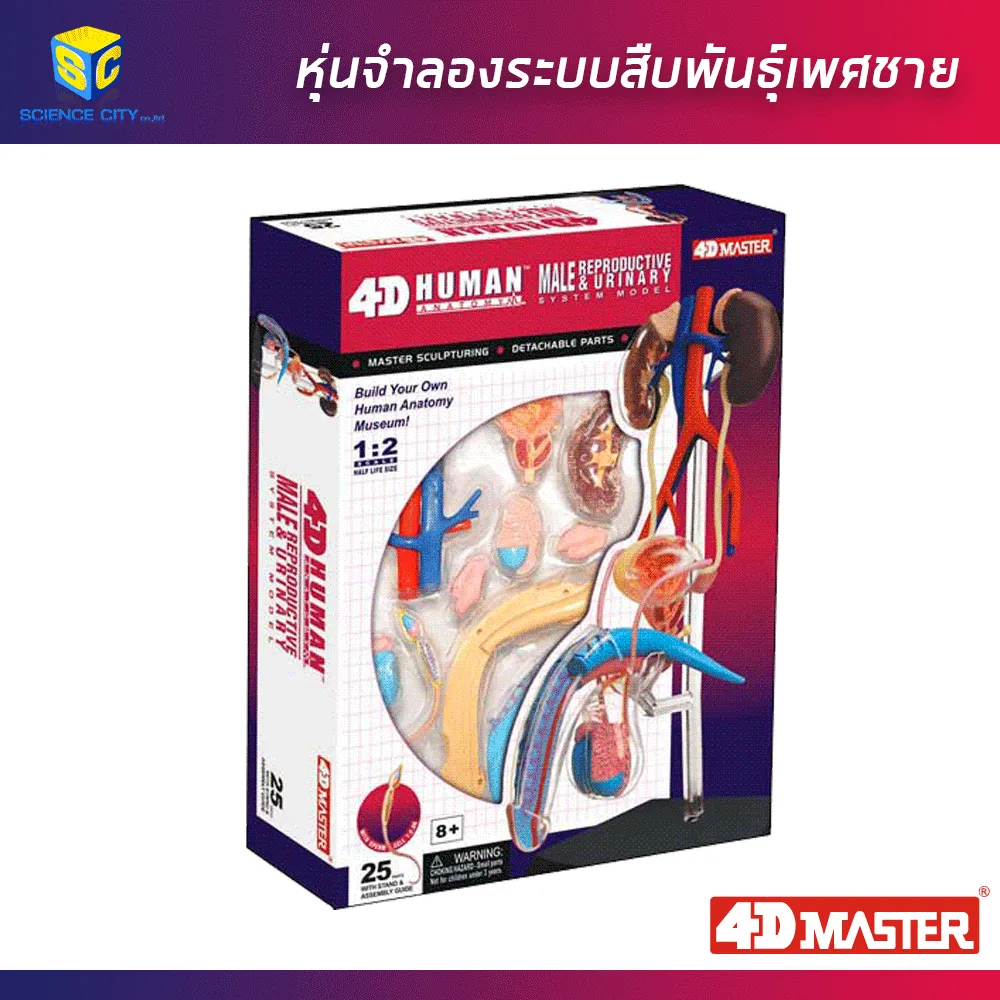 อวัยวะเพศชาย05