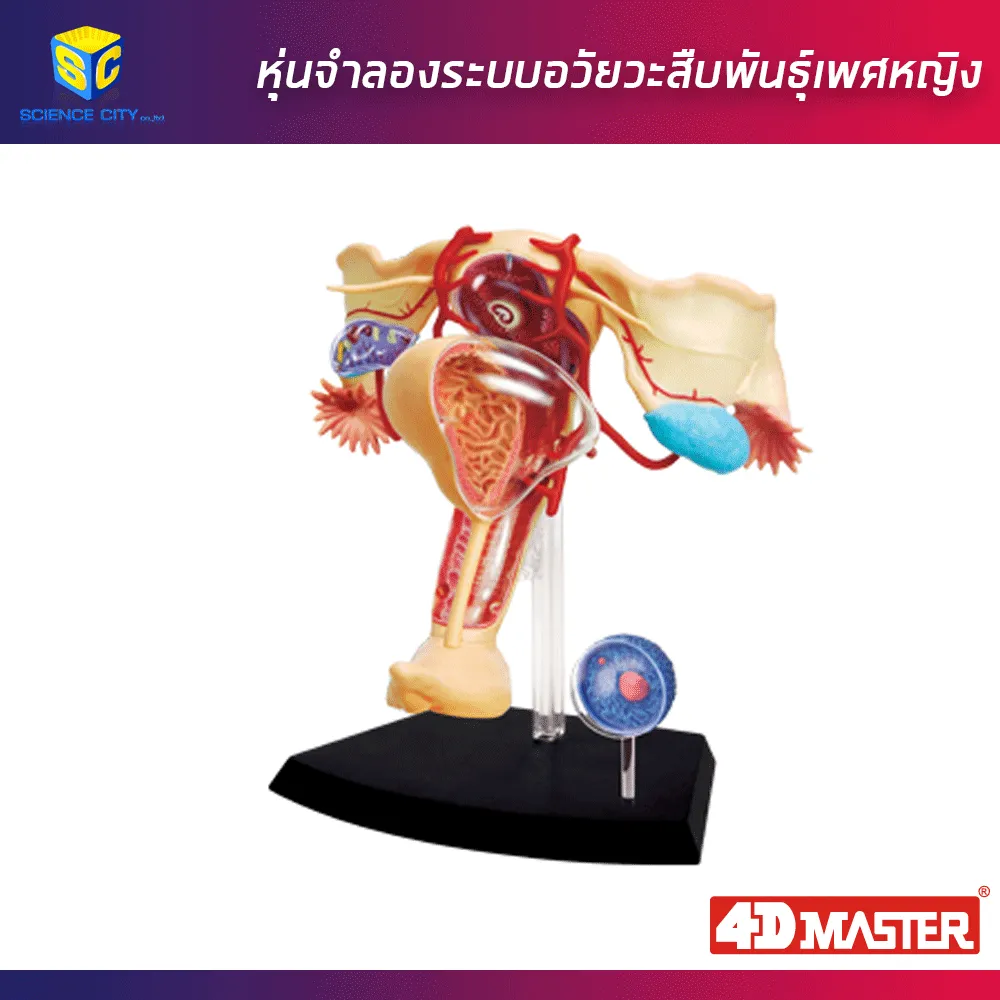 อวัยวะเพศหญิง01