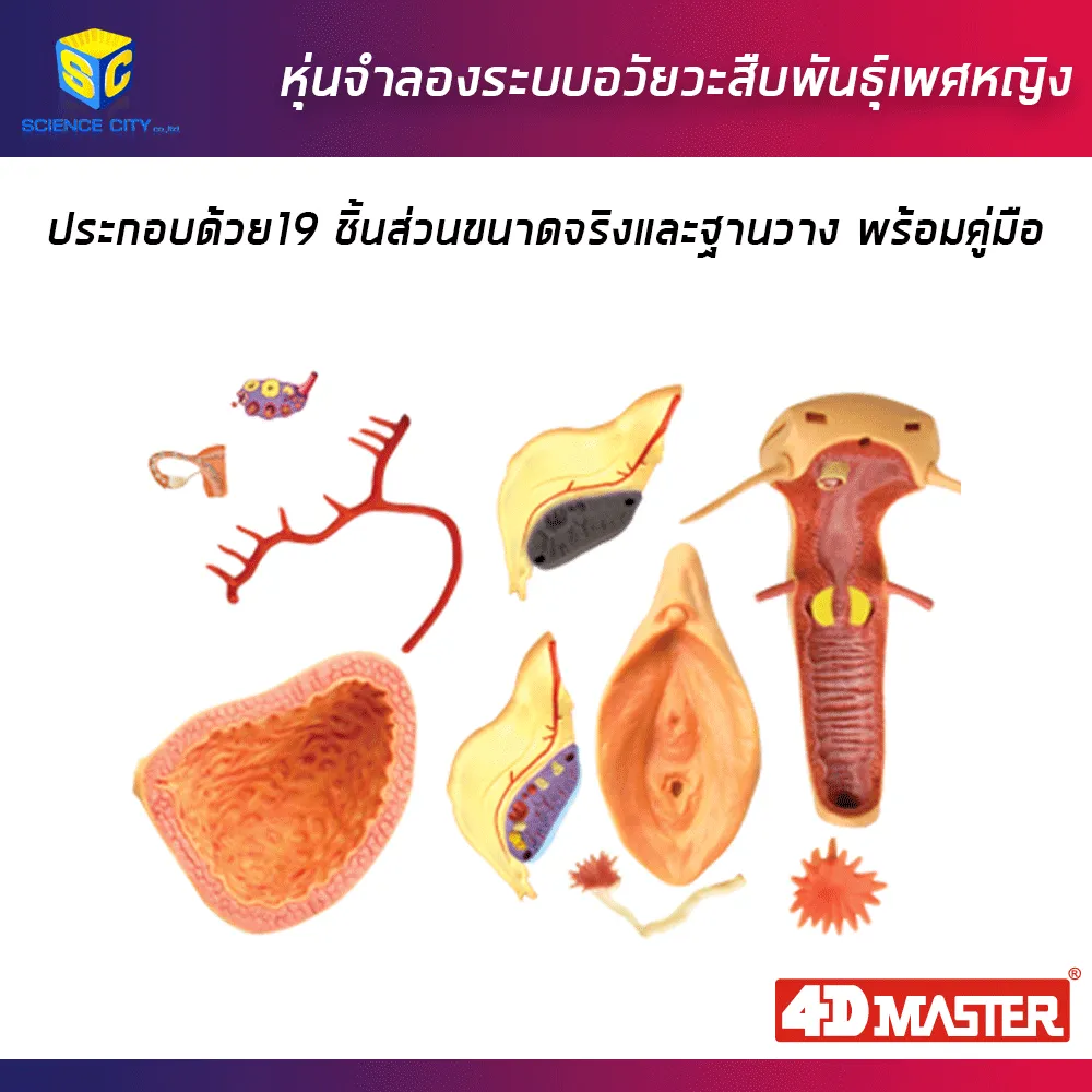 อวัยวะเพศหญิง02