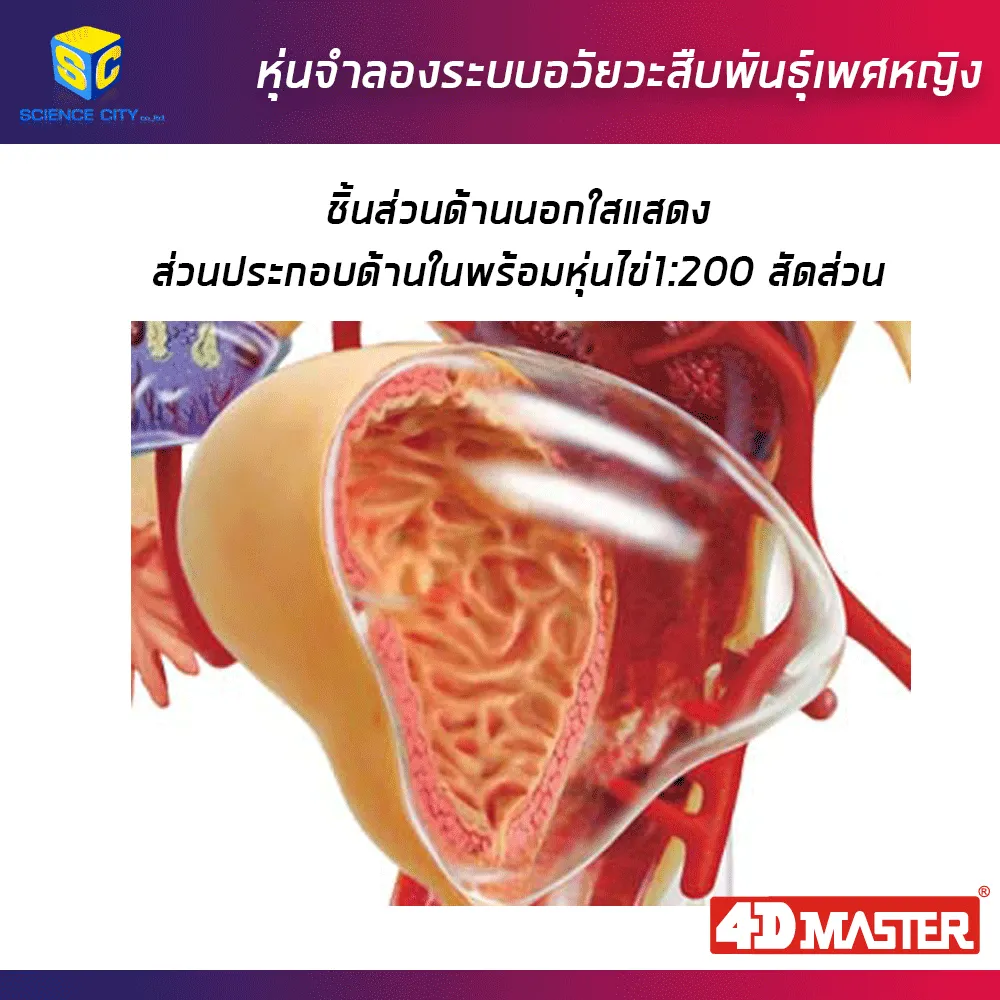 อวัยวะเพศหญิง03