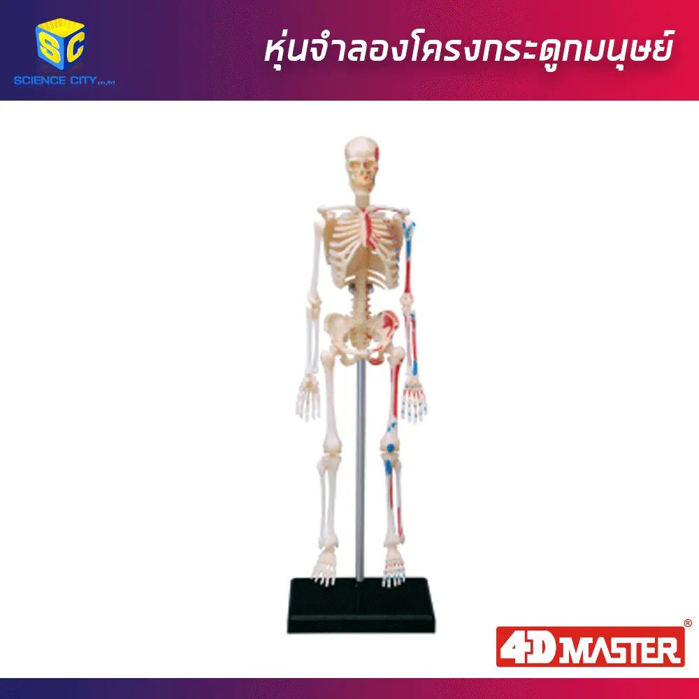 โครงกระดูกมนุษย์01