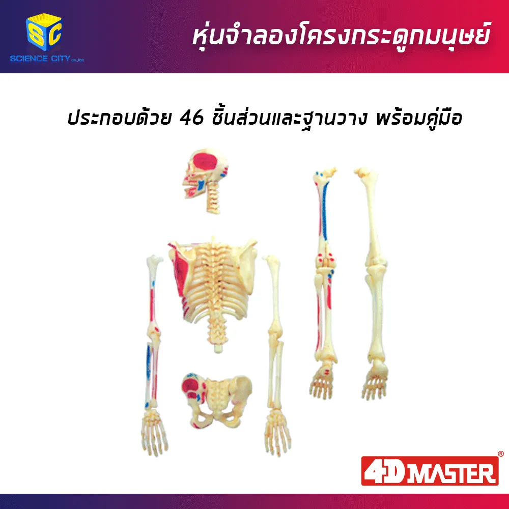โครงกระดูกมนุษย์02