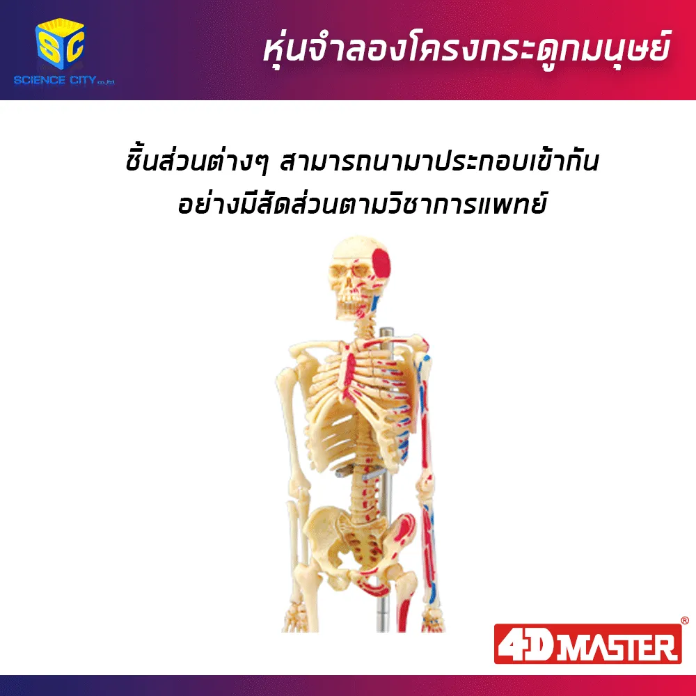 โครงกระดูกมนุษย์03