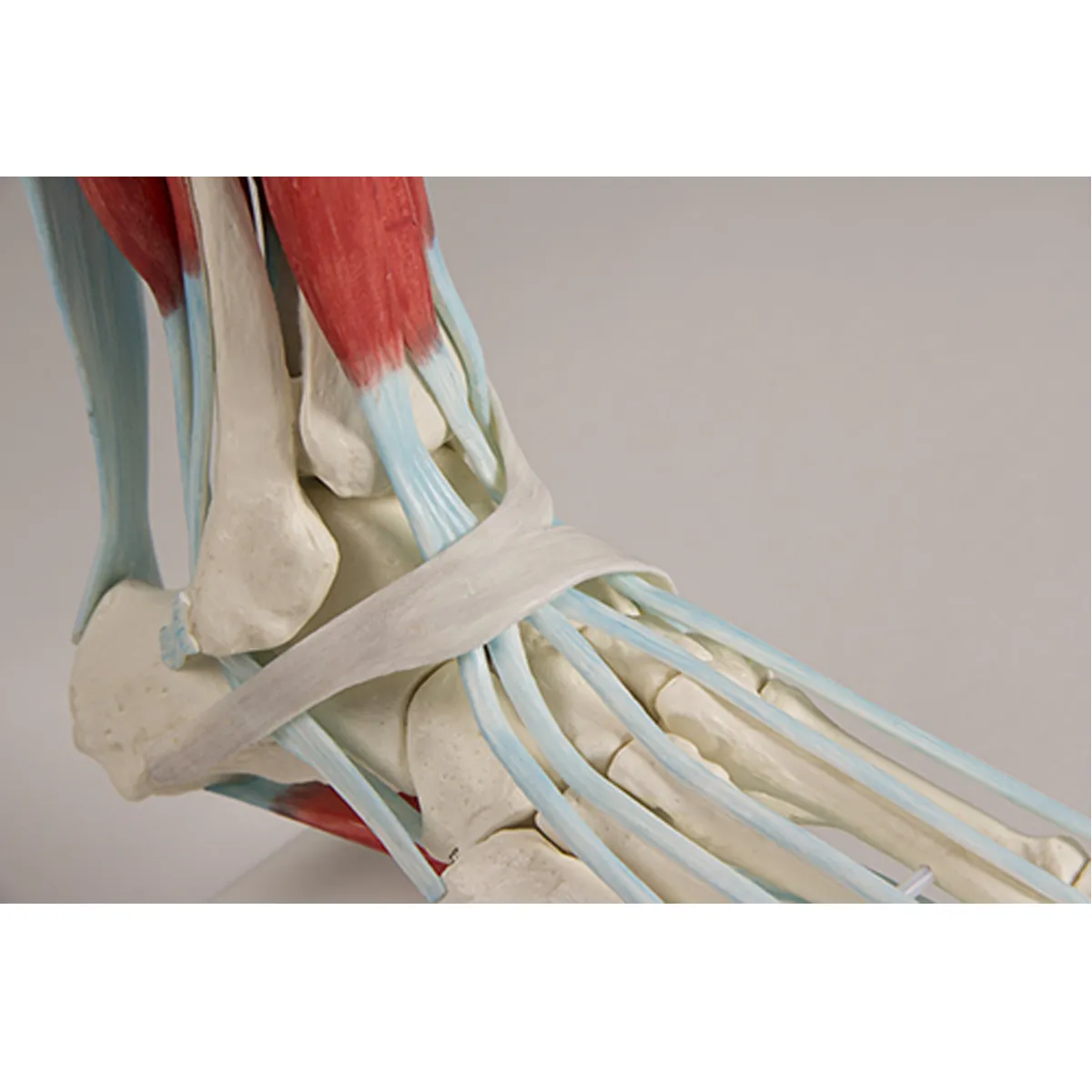 FOOT-3312แบบจำลองกระดูกเท้าเอ็นและกล้ามเนื้อ(4)