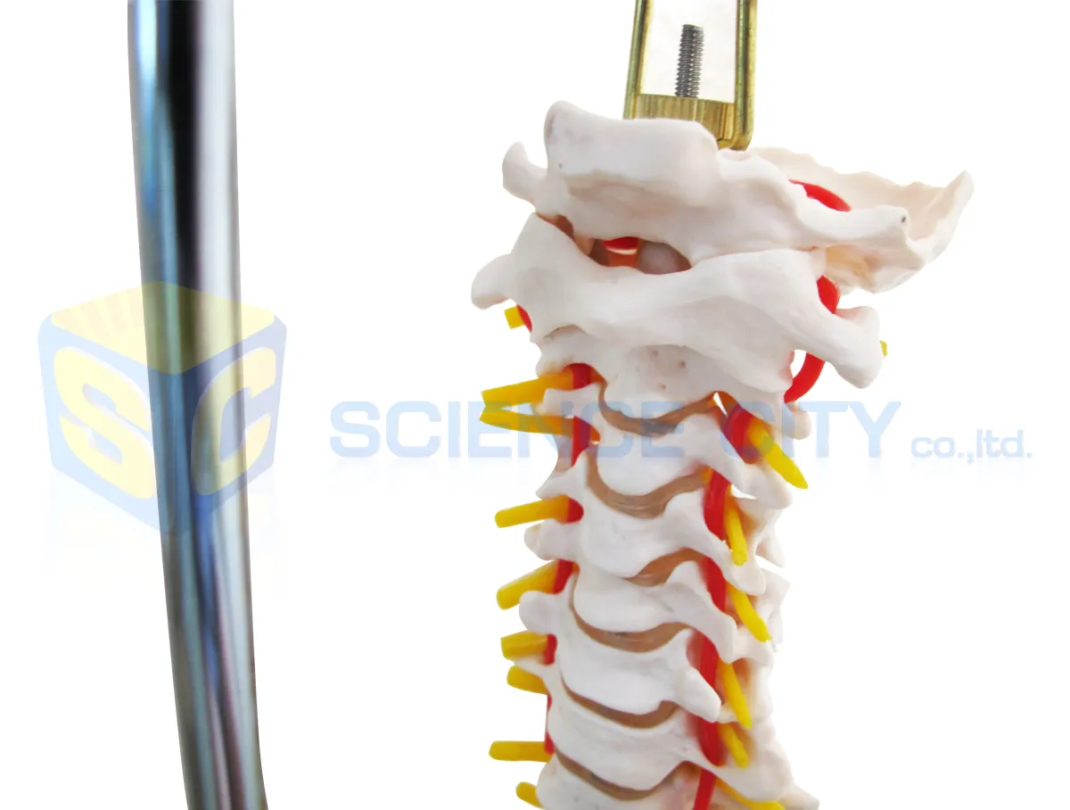 SPI-3501แบบจำลองกระดูกสันหลังและกระดูกสะโพก(2)