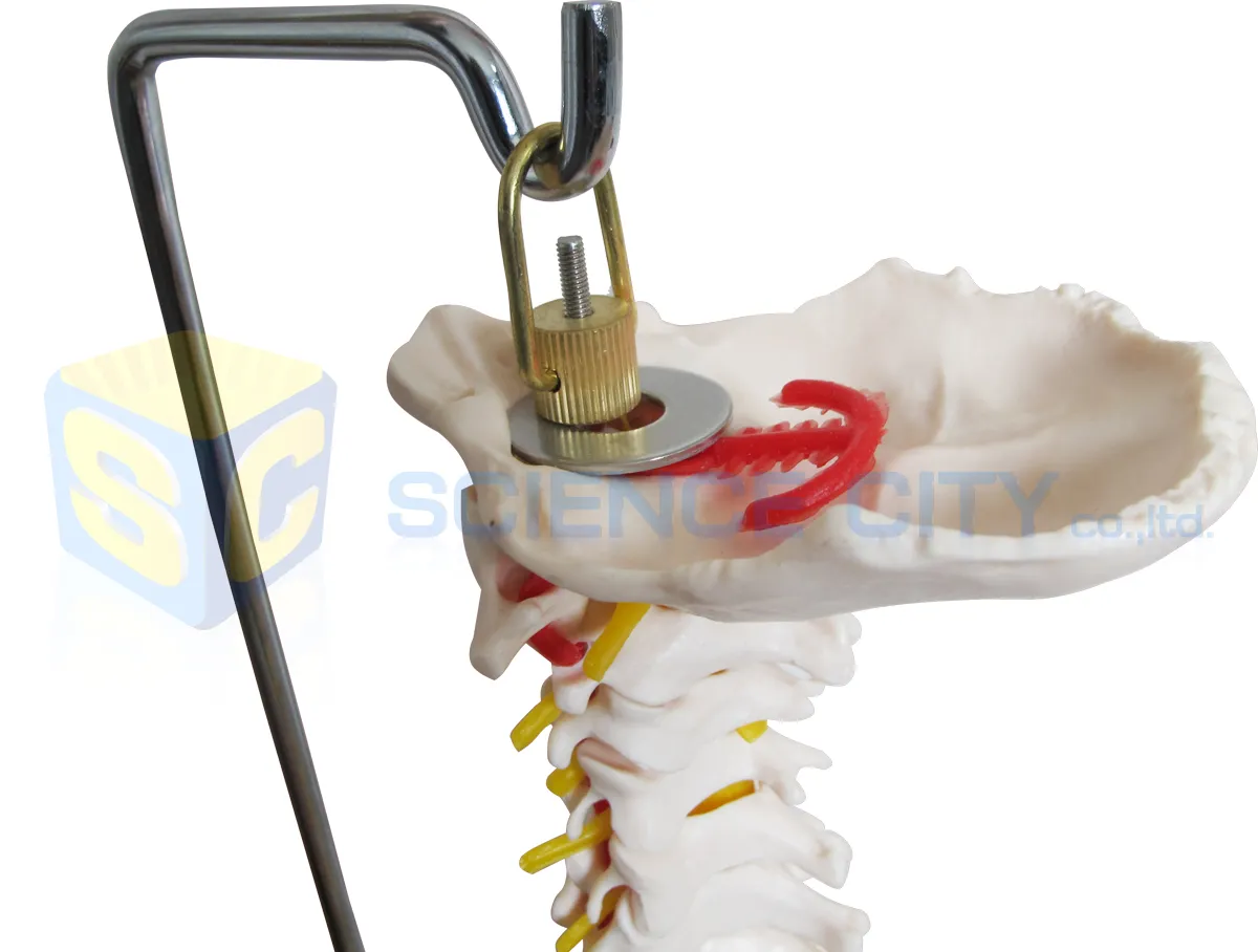 SPI-3501แบบจำลองกระดูกสันหลังและกระดูกสะโพก(3)