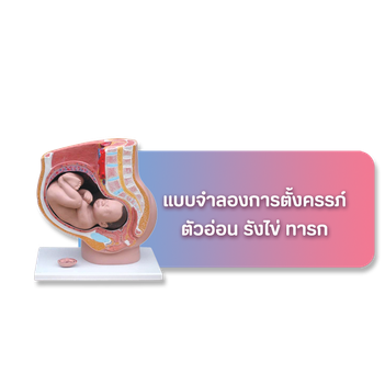 เมนูตั้งครรภ์ตัวอ่อนทารก