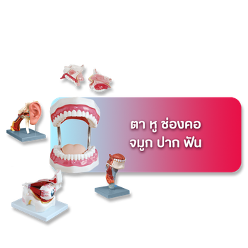 เมนูตาหูคอจมูกปากฟัน