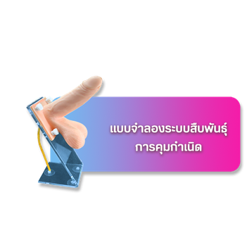 เมนูระบบสืบพันธุ์คุมกำเนิด