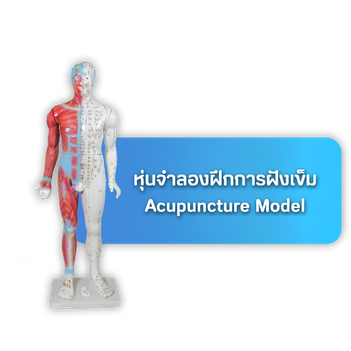 เมนูหุ่นจำลองฝึกการฝังเข็ม