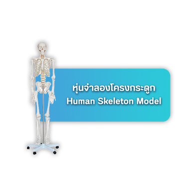 เมนูหุ่นจำลองโครงกระดูก