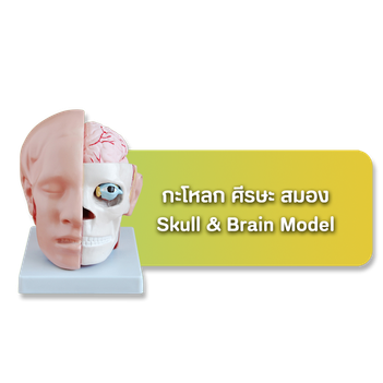 เมนูแบบจำลองกะโหลกศีรษะสมอง