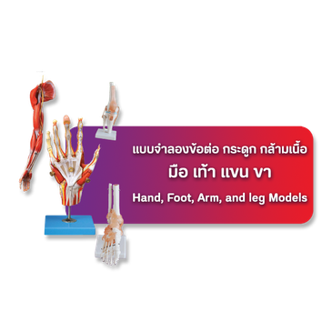 เมนูมือเท้าแขนขา2