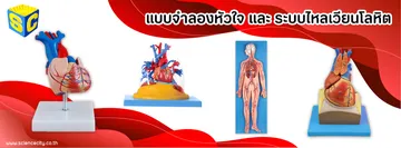 Bannerแบบจำลองหัวใจและระบบไหลเวียนโลหิต