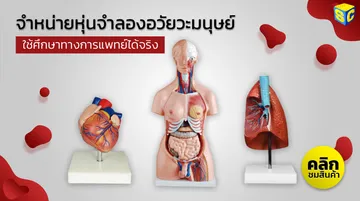 banneranatomymodel