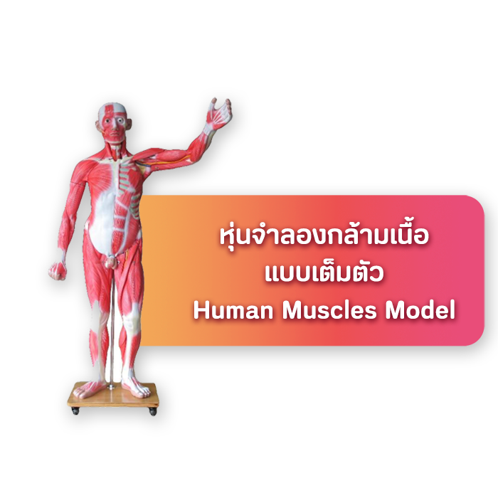 เมนูหุ่นจำลองกล้ามเนื้อ2