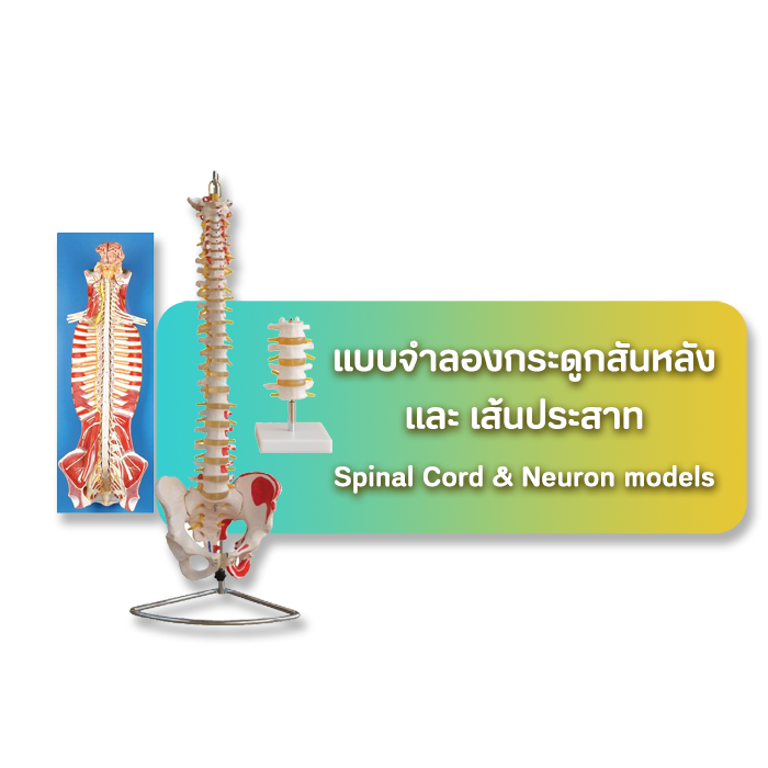 เมนูแบบจำลองกระดูกสันหลัง2