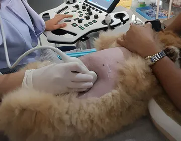 permpoonpet12