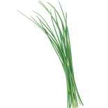 Chives