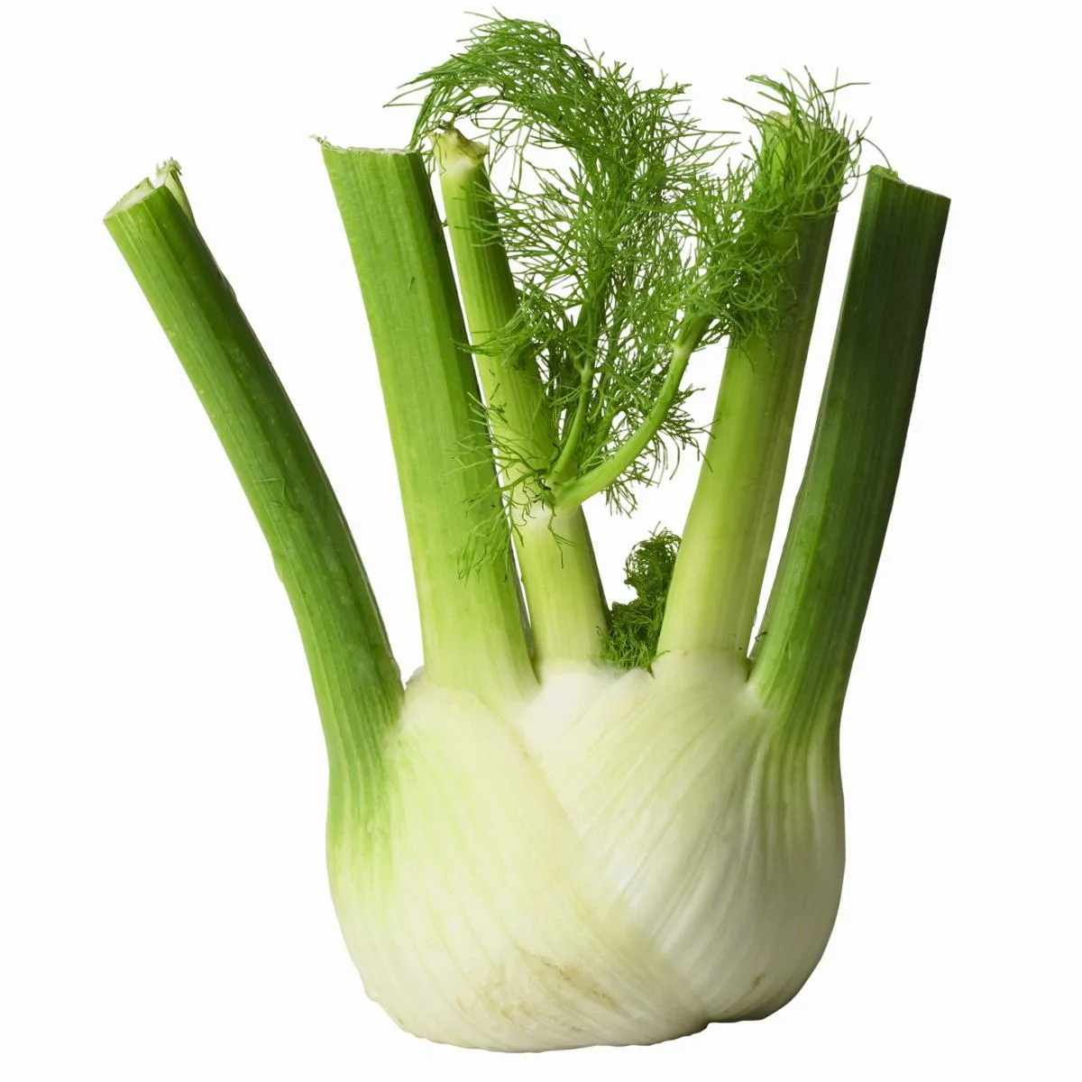 FennelBulb