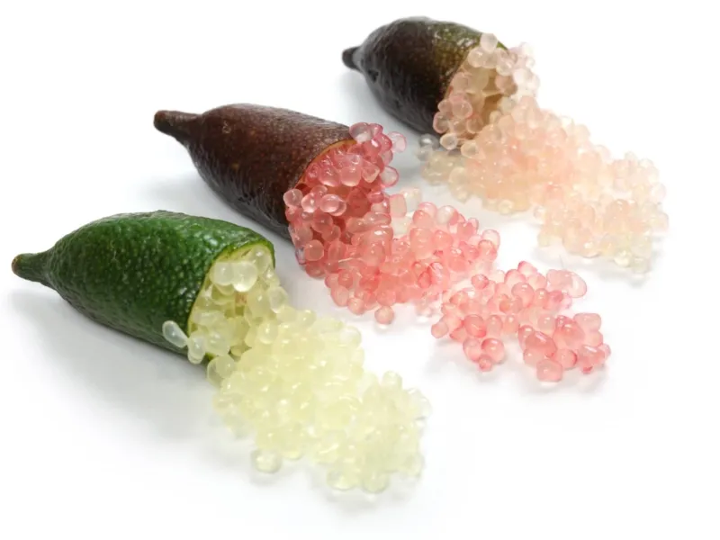 FingerLime