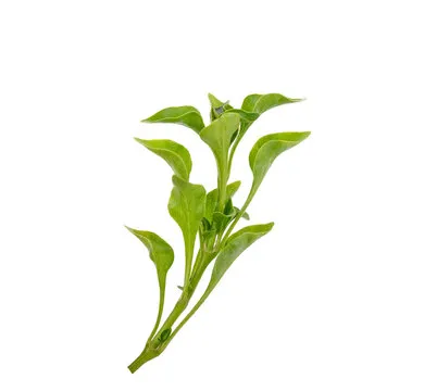 WatercressBetong
