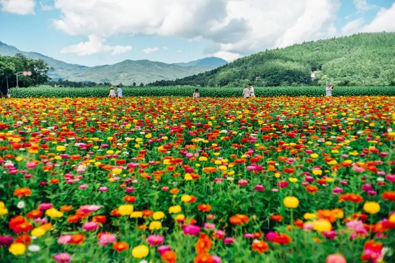 HananomiyakoFlowerPark2