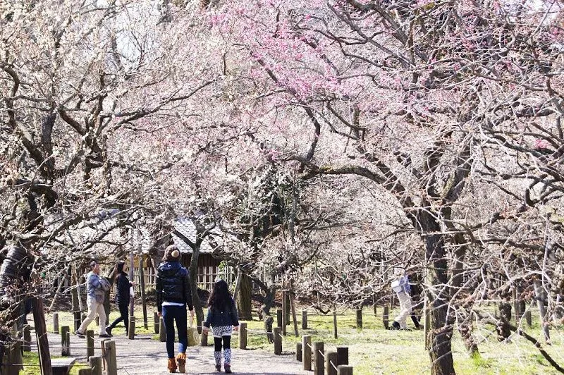 KairakuenPark(Sakura)