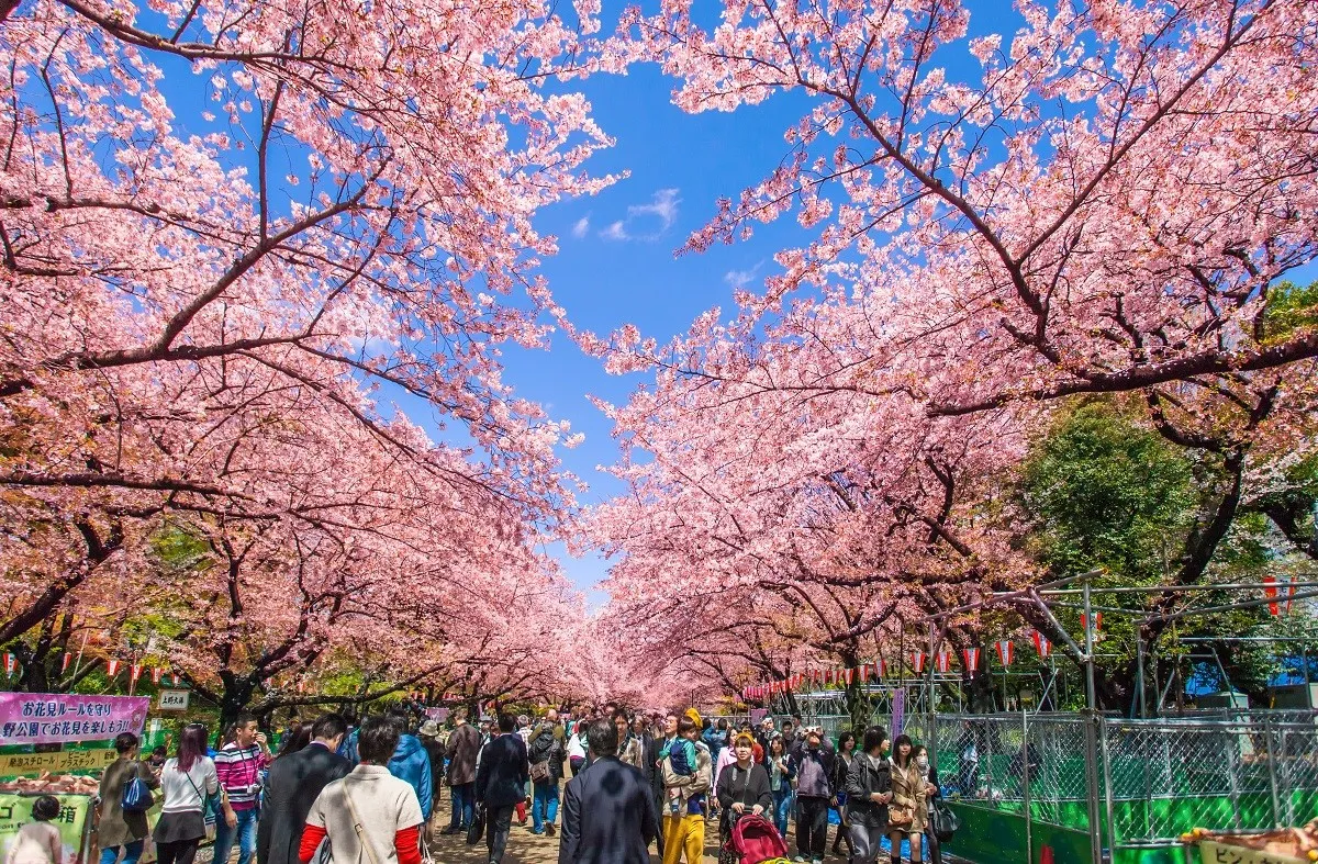 SAKURA@UENO