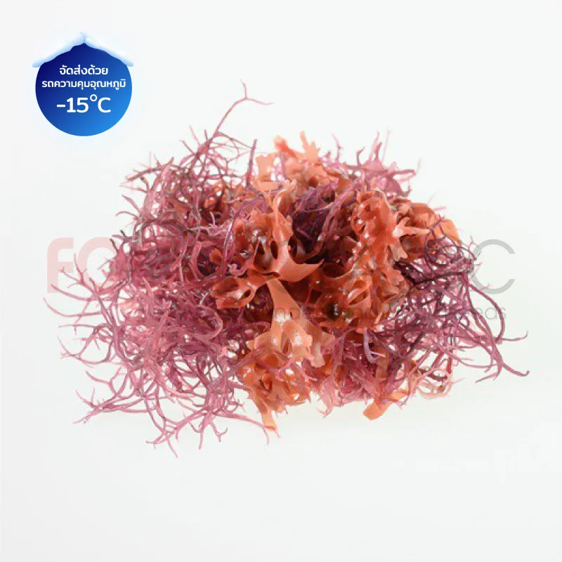 FoodsclassicOT013REDTOSAKAสาหร่ายแช่เกลือสีแดง(2)