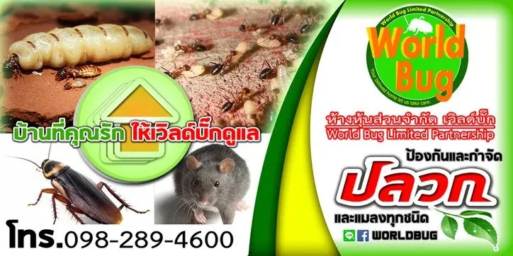 ว ธ การควบค มกำจ ดแมลงสาบ cockroach