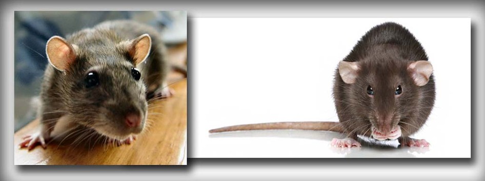 หนู (Rat) ศัตรูสำคัญของมนุษย์