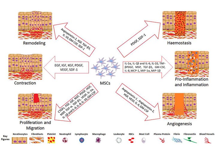 Stem Cell Growth Factor