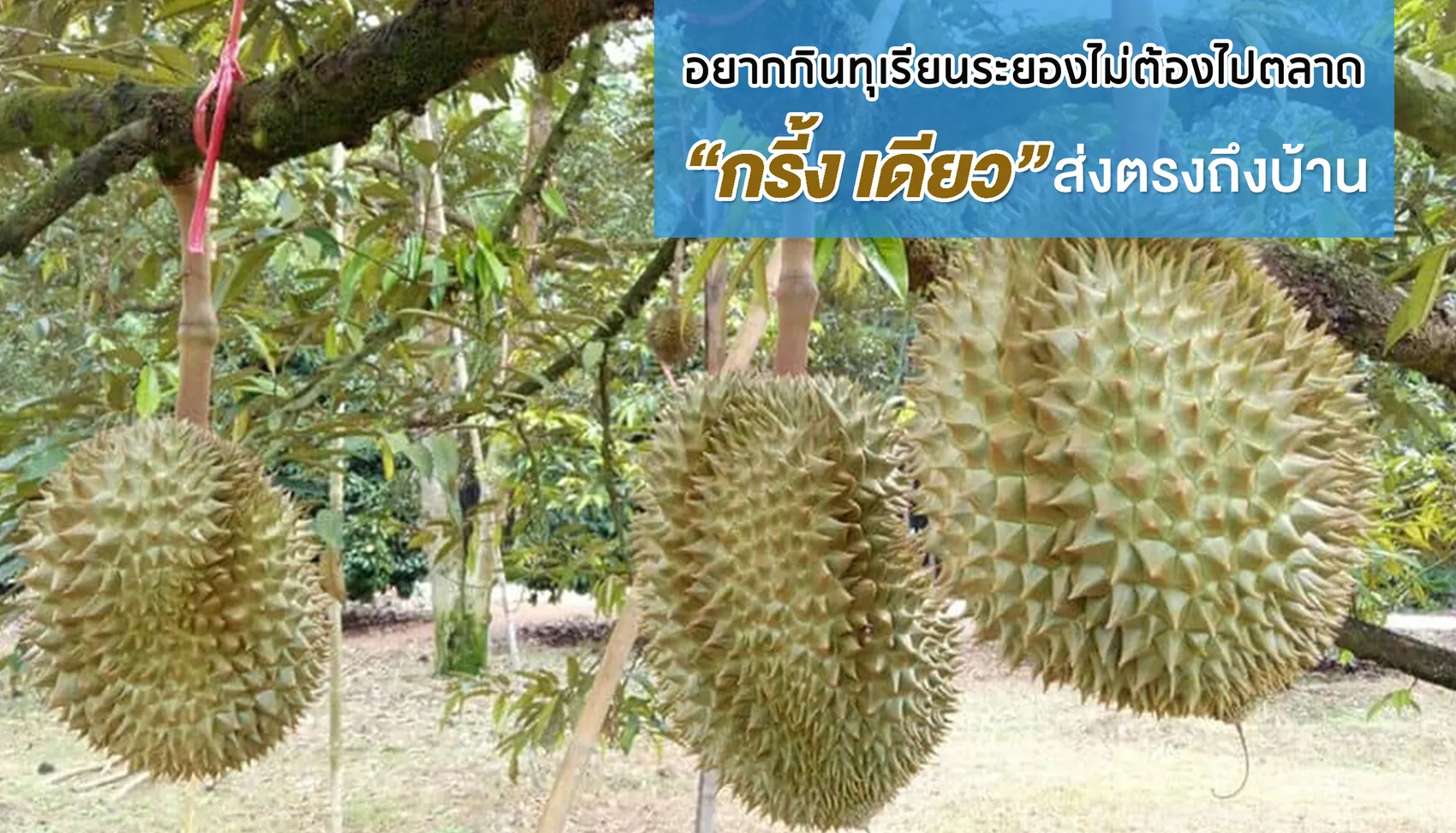 อยากก นท เร ยนระยองไม ต องไปตลาด กร ง เด ยว ส งตรงถ งบ าน