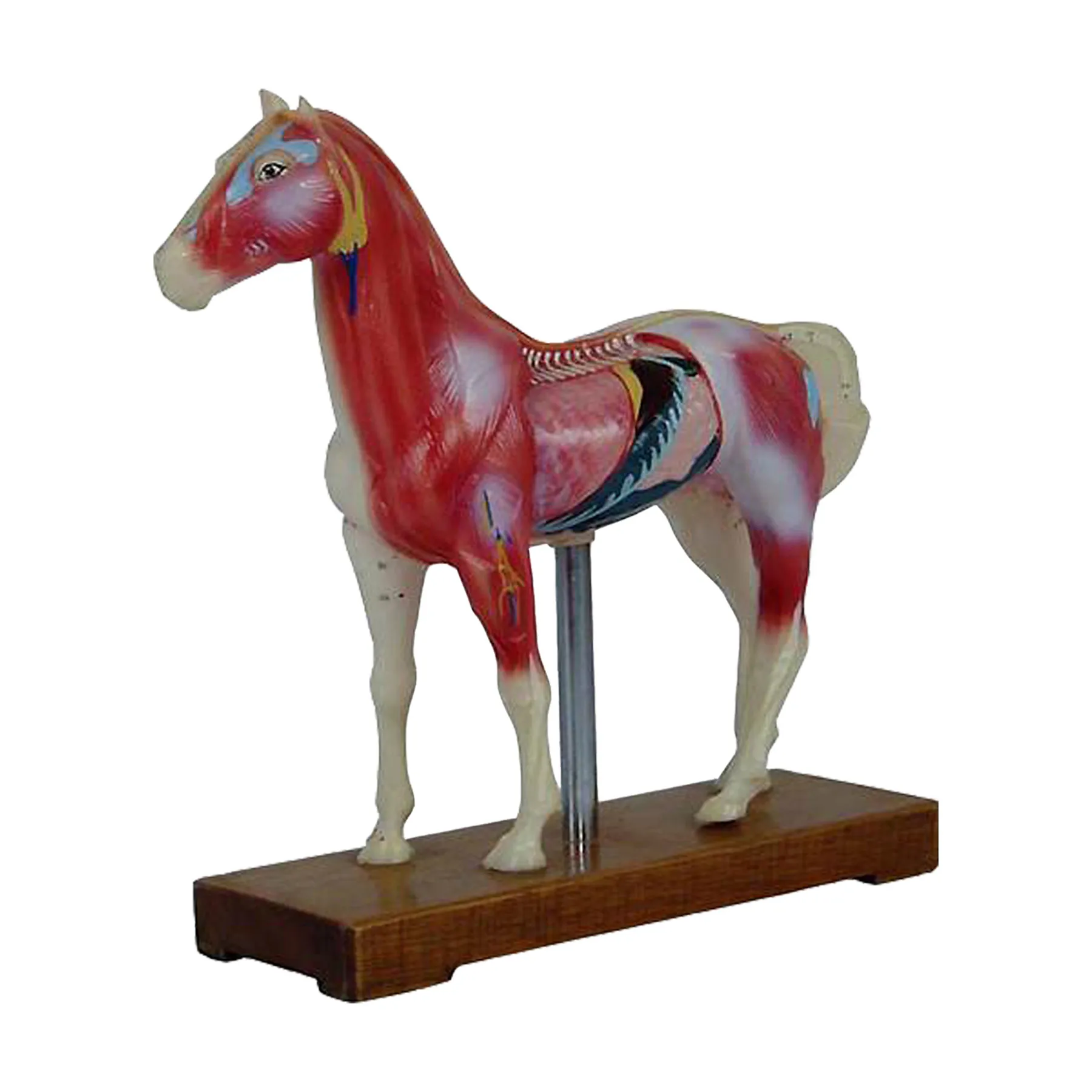 AnatomymodelNK602หุ่นจำลองม้าสำหรับฝึกฝังเข็ม