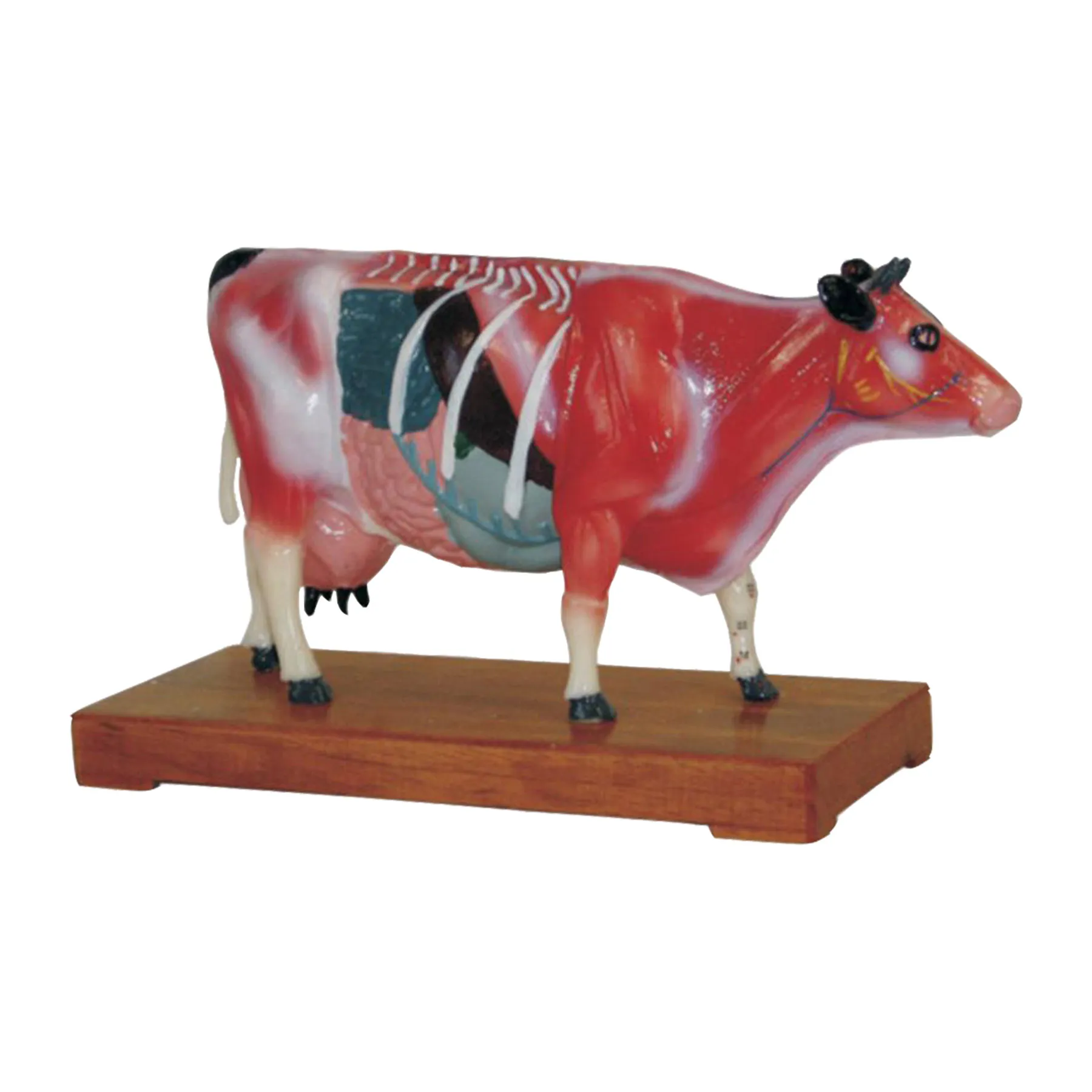 AnatomymodelNK603หุ่นจำลองวัวสำหรับฝึกฝังเข็ม