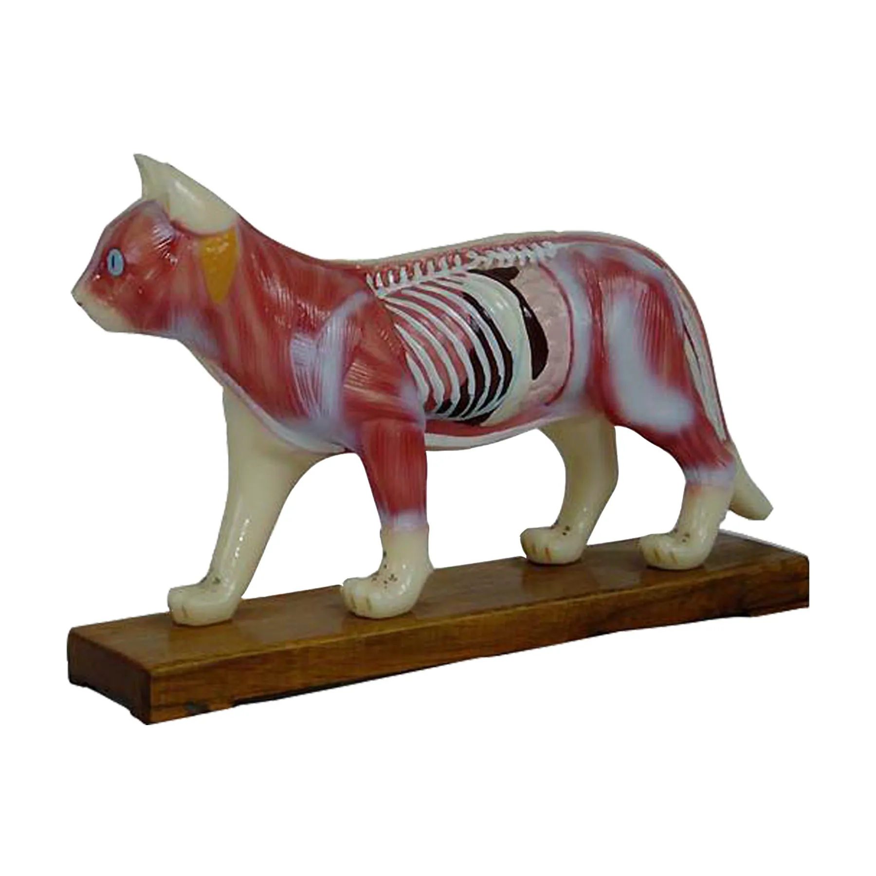 AnatomymodelNK605หุ่นจำลองแมวสำหรับฝึกฝังเข็ม