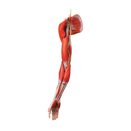 iTopPlus1099805970483