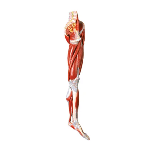 iTopPlus670037340686