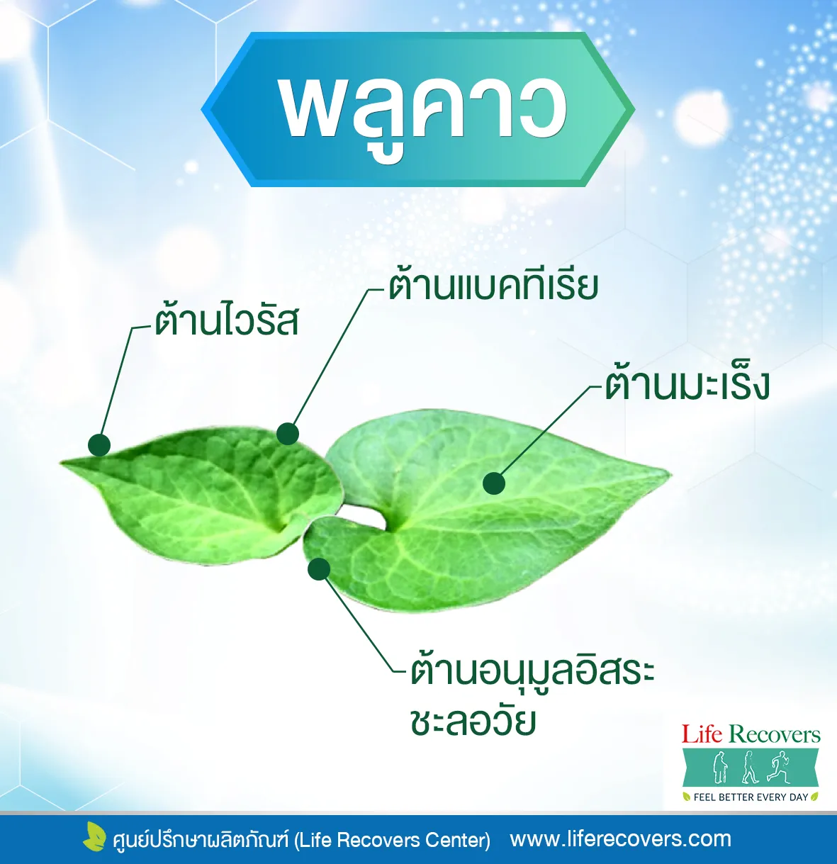 4BETA-GLUCANพลูคาว