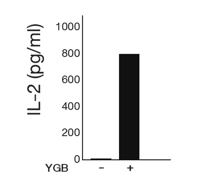YGB2