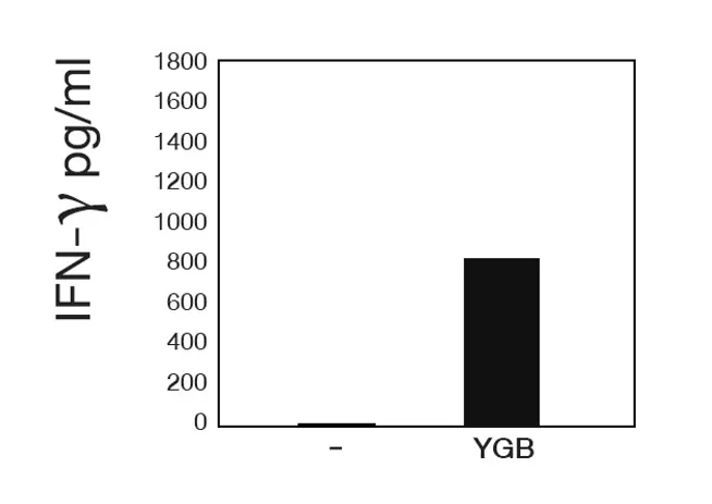 YGB3-1