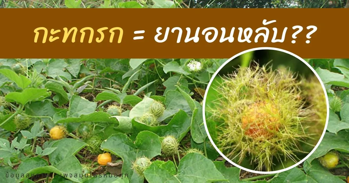 กะทกรก ยานอนหล บ